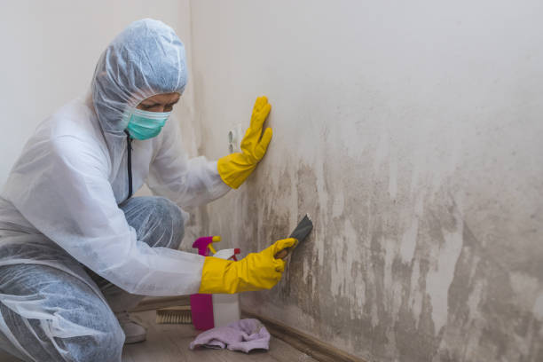 Mold Testing and Removal in Belleview, FL
