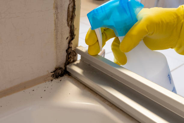 Best Professional Mold Removal  in Belleview, FL