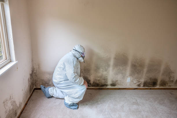 Best Mold Damage Repair  in Belleview, FL