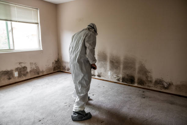Best Mold Testing and Removal  in Belleview, FL