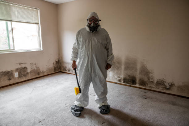 Best Black Mold Removal  in Belleview, FL