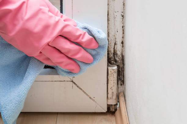 Best Office Mold Removal Services  in Belleview, FL