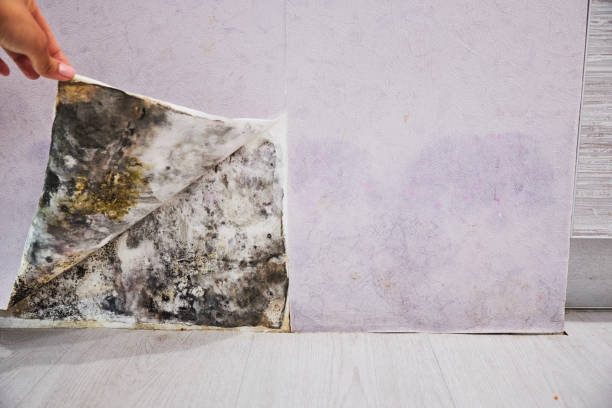Best Toxic Mold Removal  in Belleview, FL